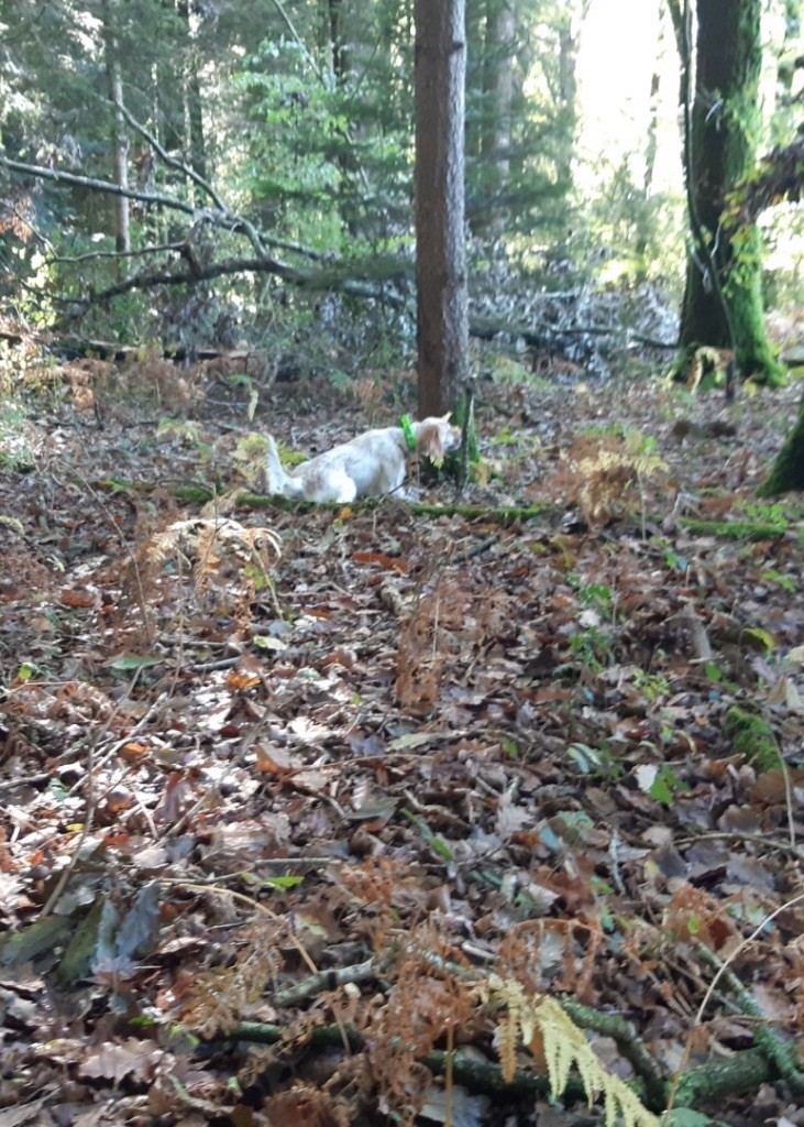 Oki Des Bois De L'Adour